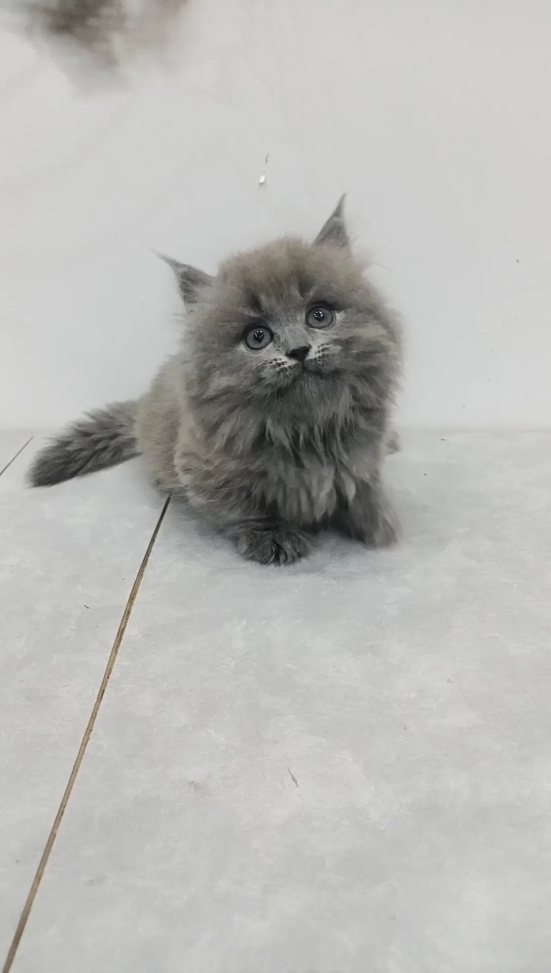 蓝猫矮脚拿破仑免费包邮有猫瘟腹水有健康问题给退